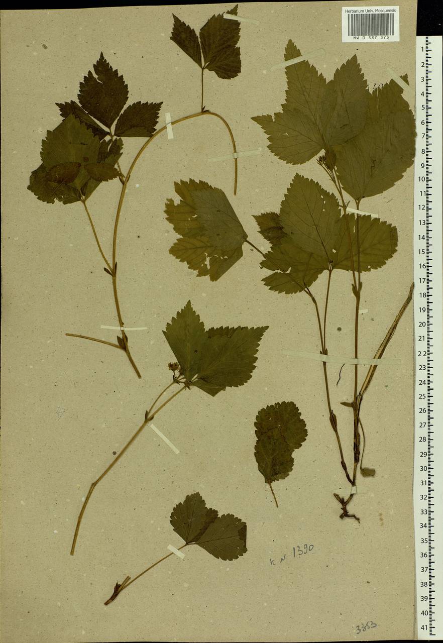 Rubus saxatilis L., Eastern Europe, Moscow region (E4a) (Russia)