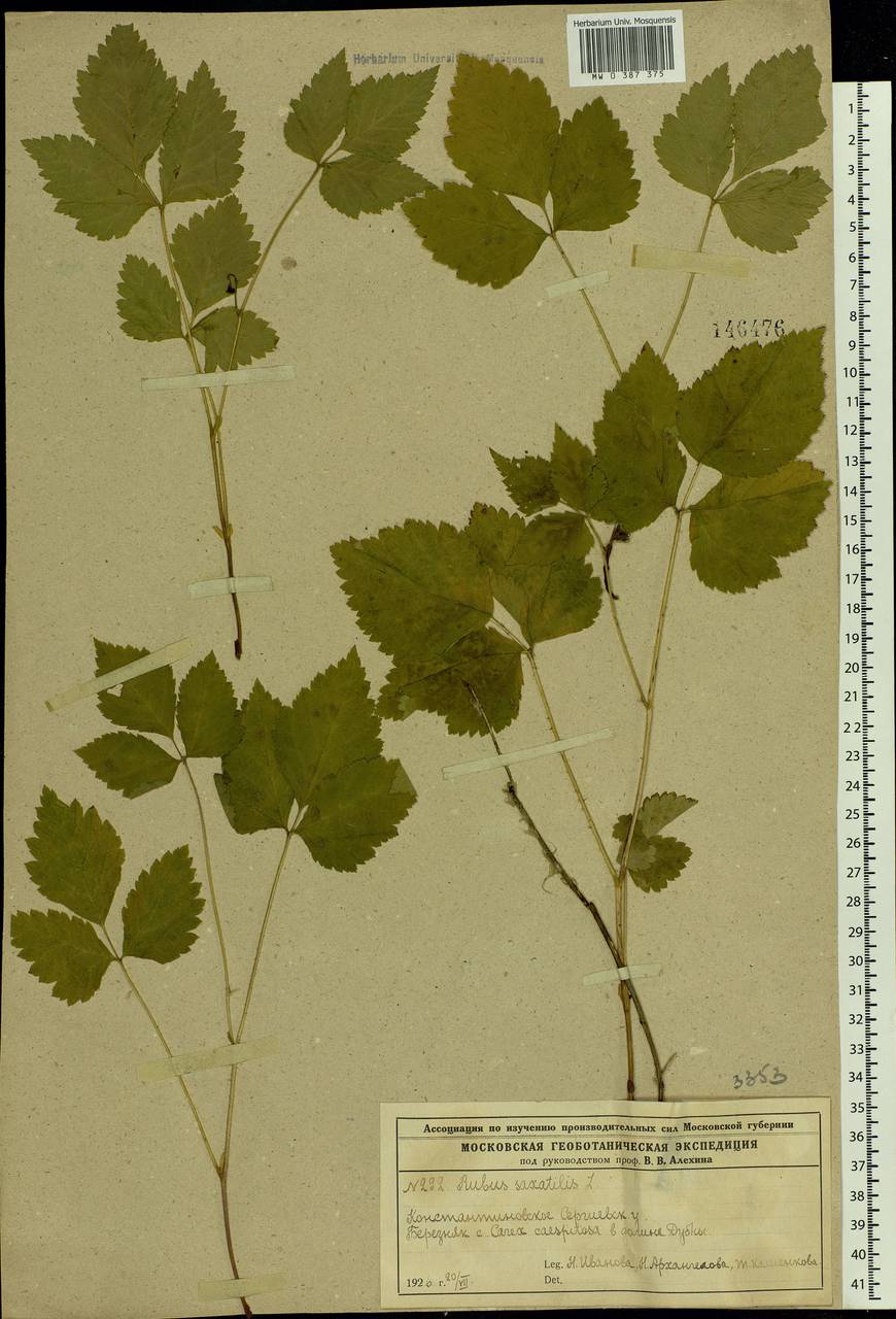 Rubus saxatilis L., Eastern Europe, Moscow region (E4a) (Russia)