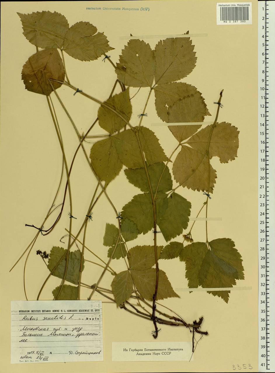 Rubus saxatilis L., Eastern Europe, Moscow region (E4a) (Russia)