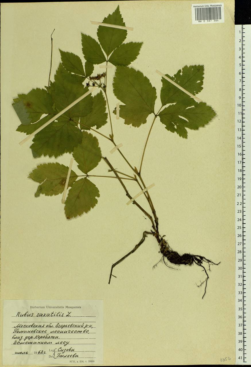 Rubus saxatilis L., Eastern Europe, Moscow region (E4a) (Russia)