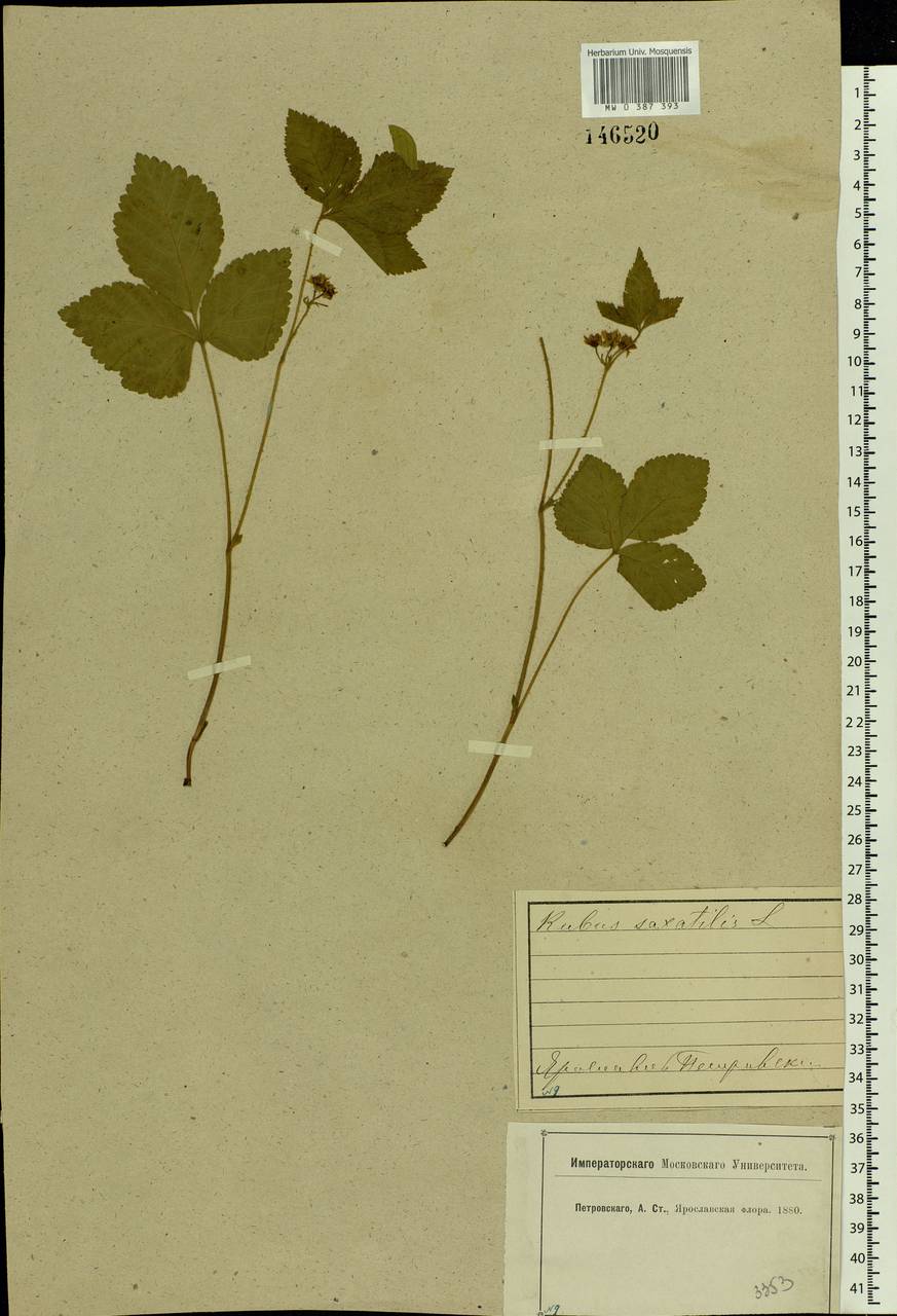 Rubus saxatilis L., Eastern Europe, Central forest region (E5) (Russia)