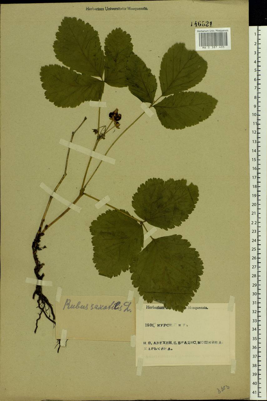 Rubus saxatilis L., Eastern Europe, Central forest-and-steppe region (E6) (Russia)
