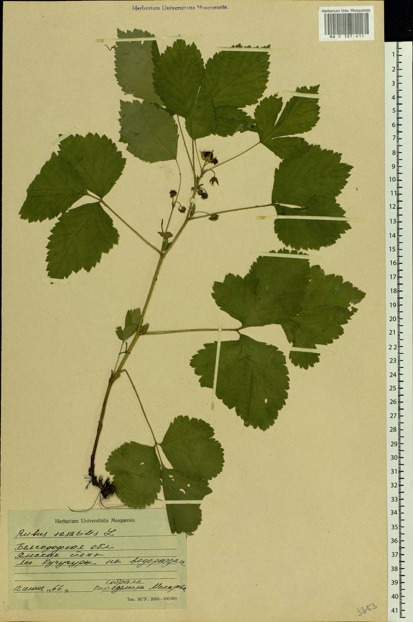 Rubus saxatilis L., Eastern Europe, Central forest-and-steppe region (E6) (Russia)