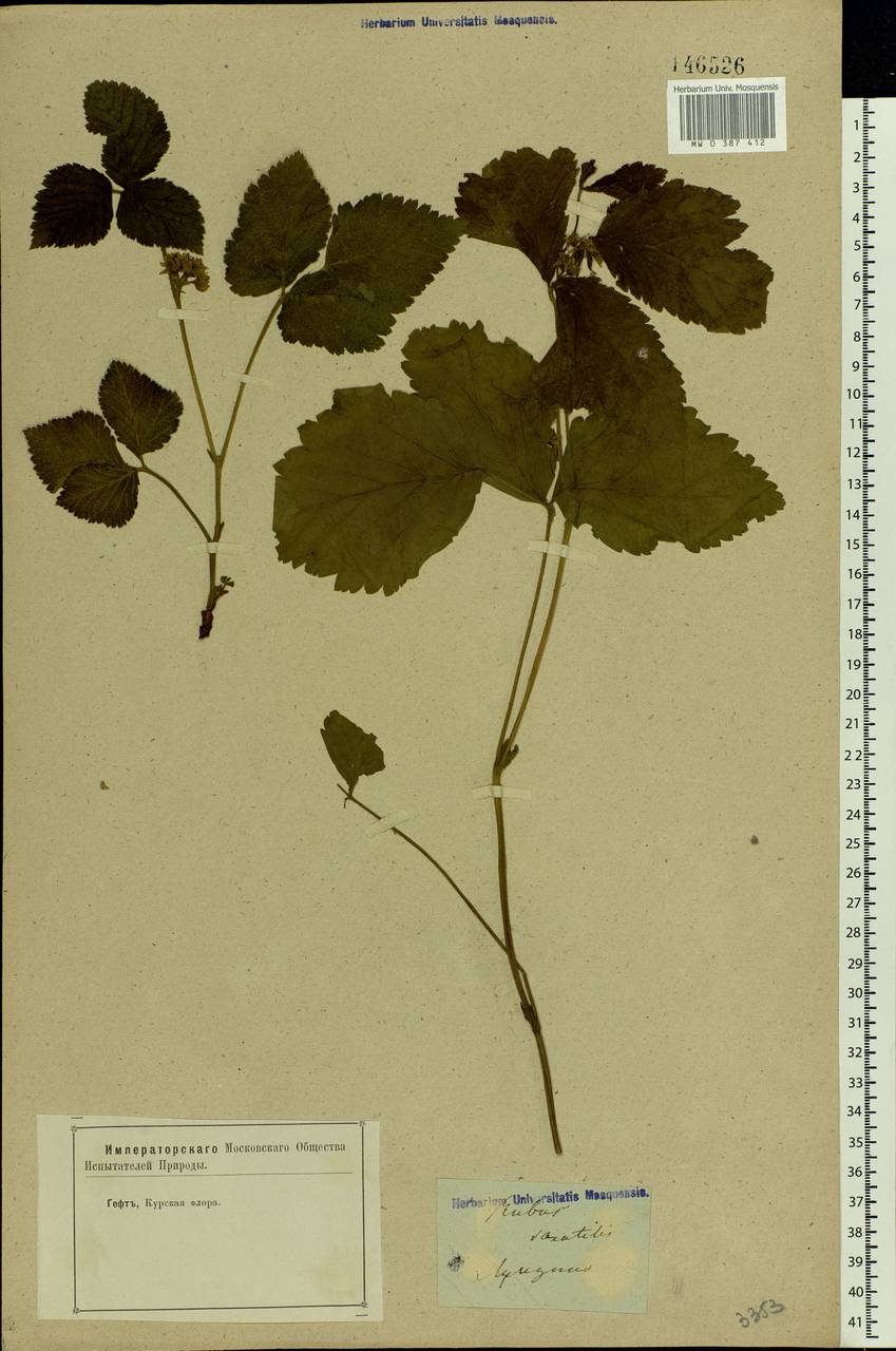 Rubus saxatilis L., Eastern Europe, Central forest-and-steppe region (E6) (Russia)