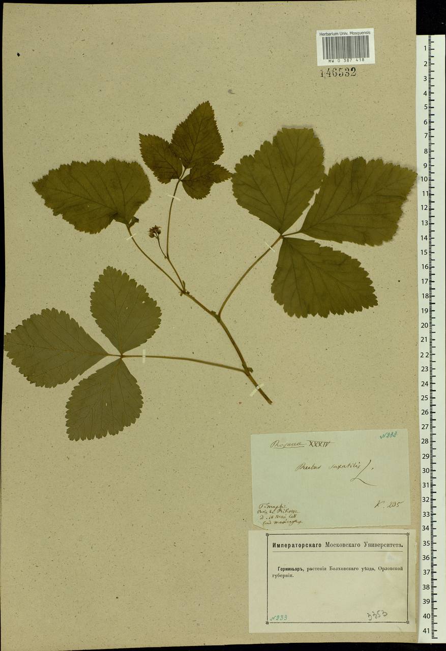 Rubus saxatilis L., Eastern Europe, Central forest-and-steppe region (E6) (Russia)