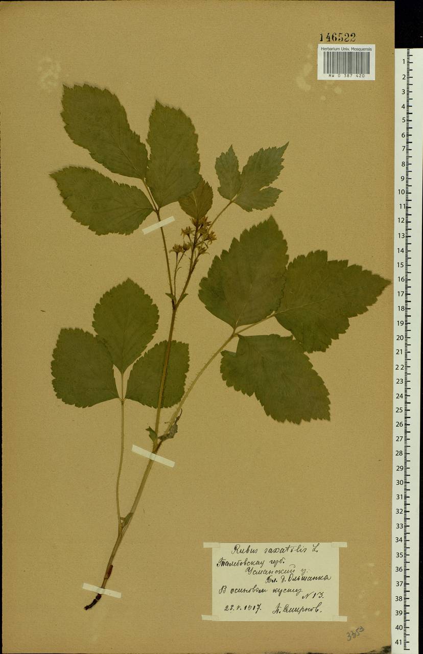 Rubus saxatilis L., Eastern Europe, Central forest-and-steppe region (E6) (Russia)