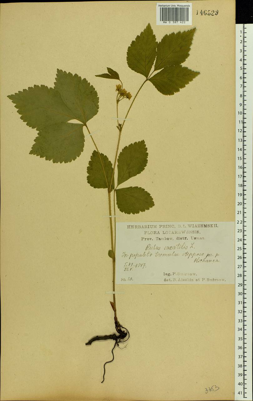 Rubus saxatilis L., Eastern Europe, Central forest-and-steppe region (E6) (Russia)