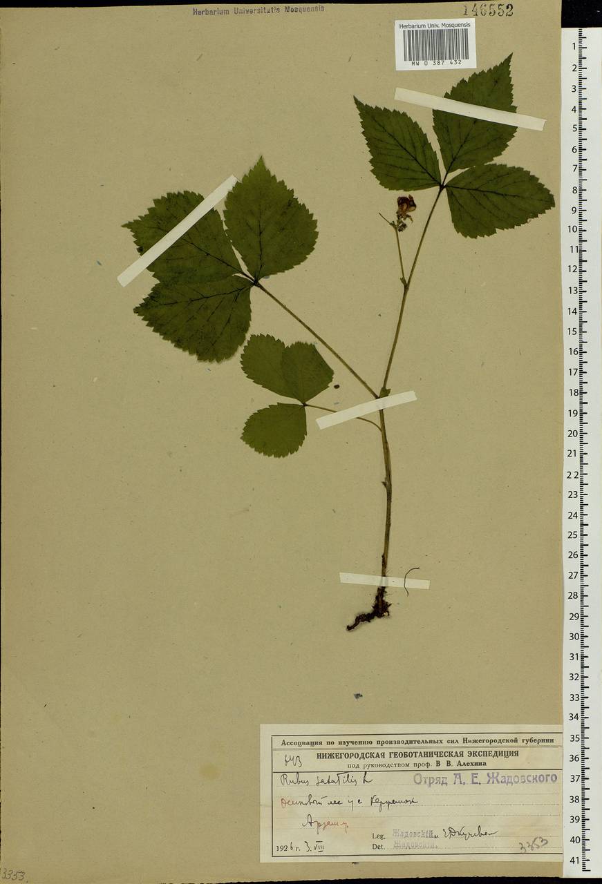 Rubus saxatilis L., Eastern Europe, Volga-Kama region (E7) (Russia)