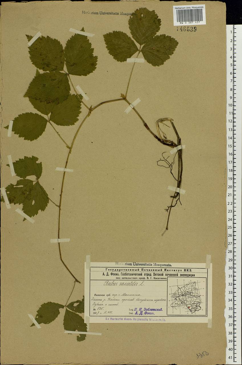 Rubus saxatilis L., Eastern Europe, Volga-Kama region (E7) (Russia)