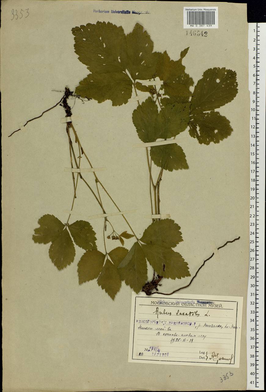 Rubus saxatilis L., Eastern Europe, Volga-Kama region (E7) (Russia)