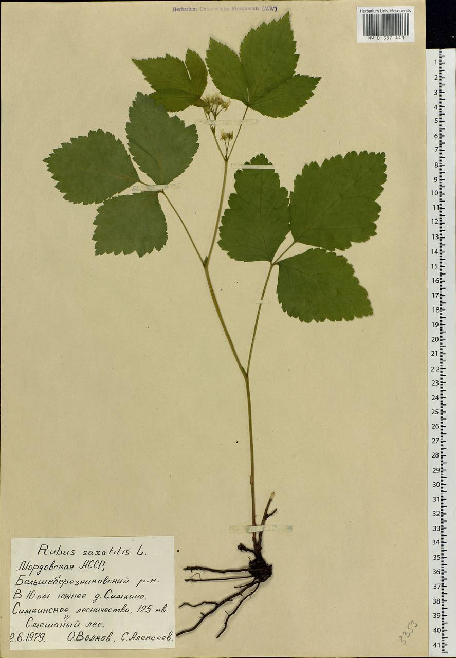 Rubus saxatilis L., Eastern Europe, Middle Volga region (E8) (Russia)
