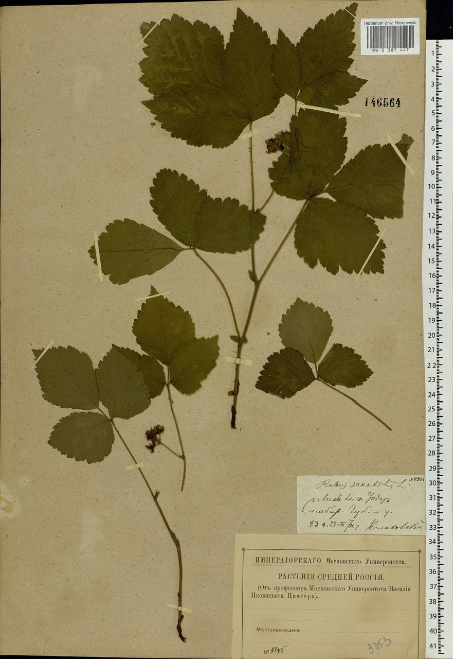 Rubus saxatilis L., Eastern Europe, Middle Volga region (E8) (Russia)