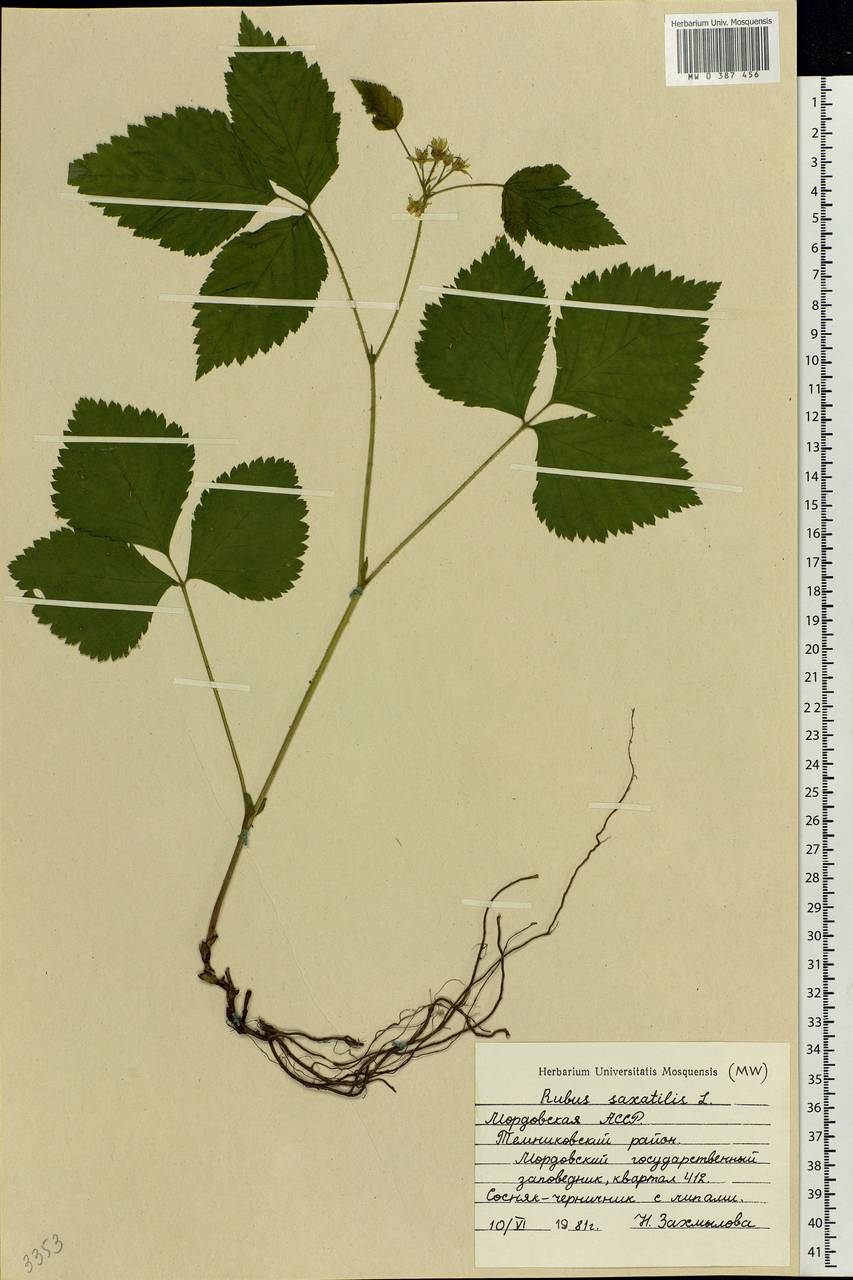 Rubus saxatilis L., Eastern Europe, Middle Volga region (E8) (Russia)