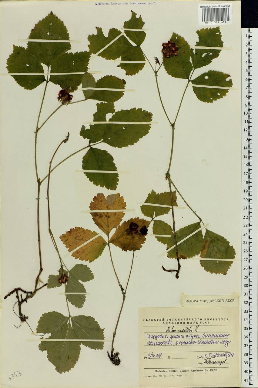 Rubus saxatilis L., Eastern Europe, Middle Volga region (E8) (Russia)