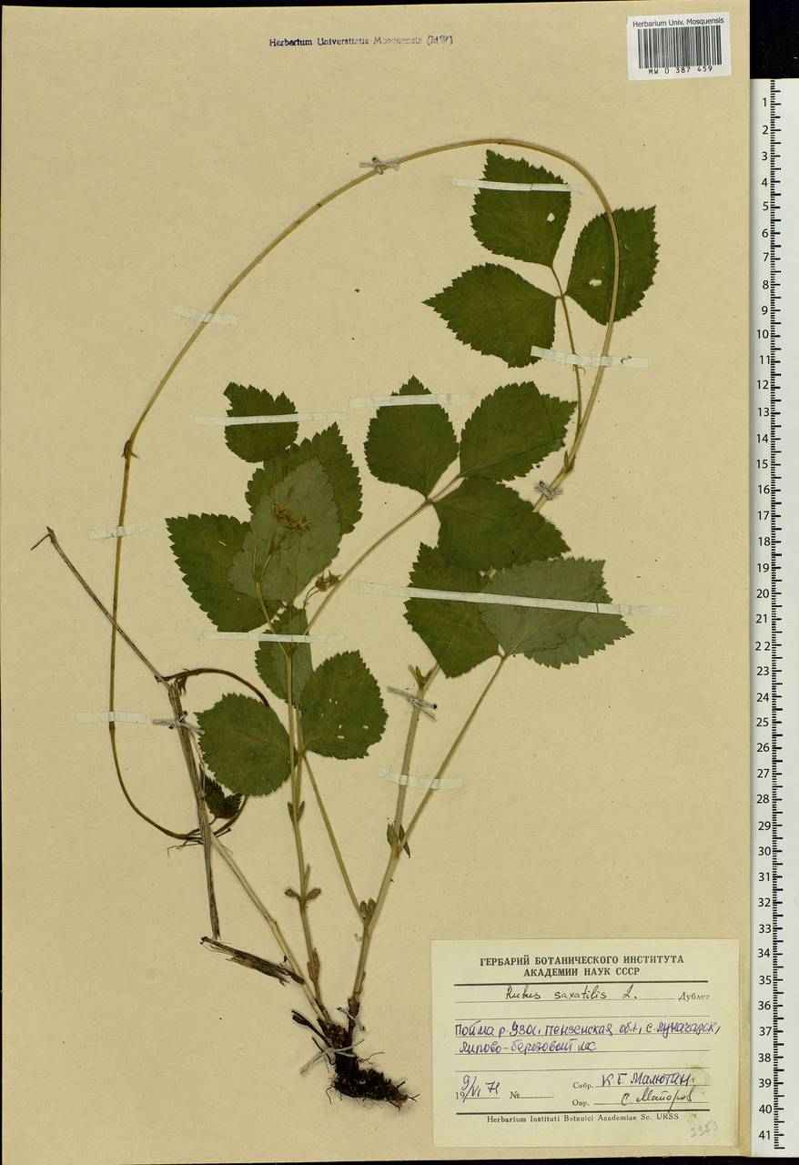 Rubus saxatilis L., Eastern Europe, Middle Volga region (E8) (Russia)