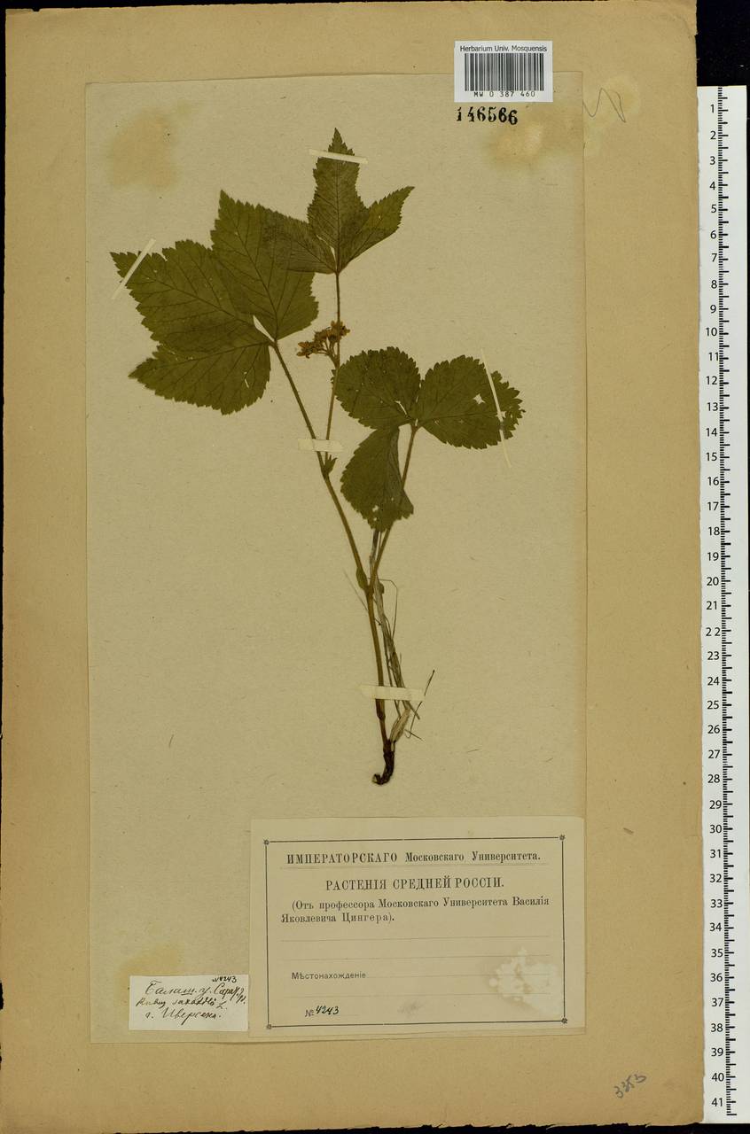 Rubus saxatilis L., Eastern Europe, Lower Volga region (E9) (Russia)