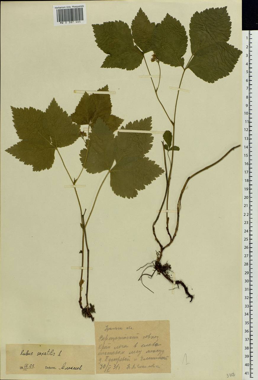 Rubus saxatilis L., Eastern Europe, Eastern region (E10) (Russia)