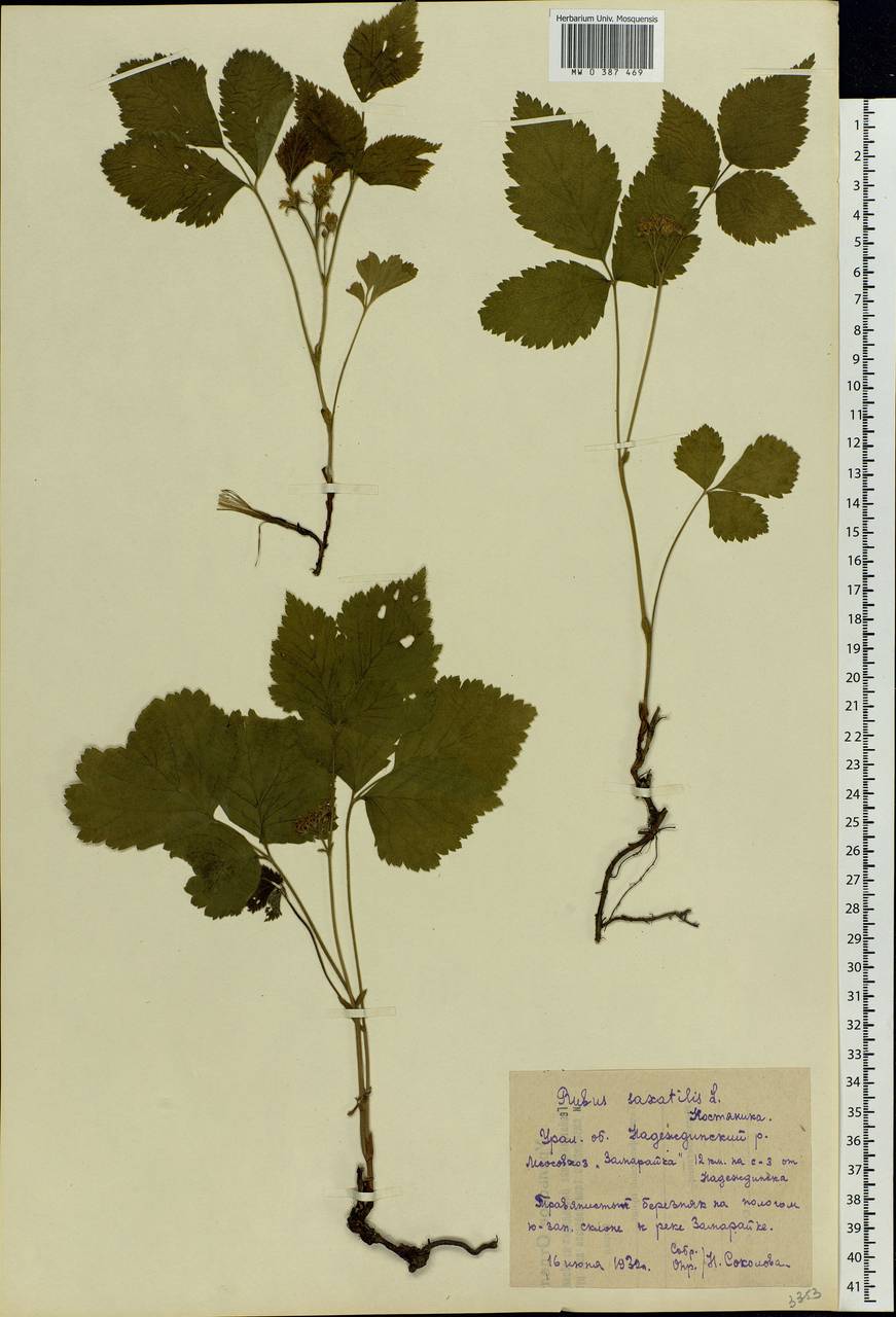 Rubus saxatilis L., Eastern Europe, Eastern region (E10) (Russia)