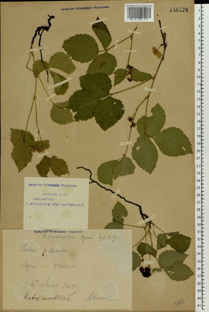 Rubus saxatilis L., Eastern Europe, Eastern region (E10) (Russia)