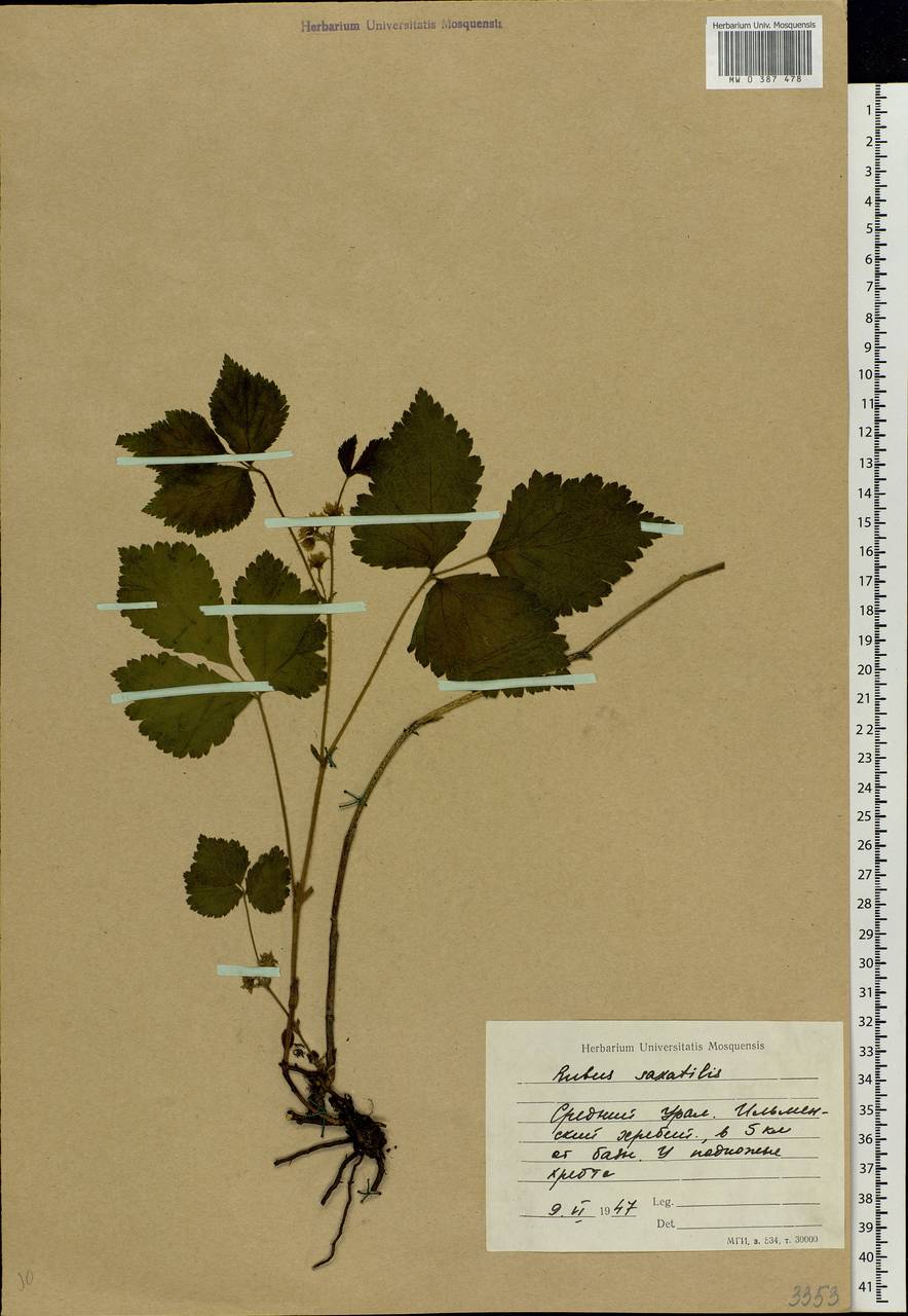 Rubus saxatilis L., Eastern Europe, Eastern region (E10) (Russia)