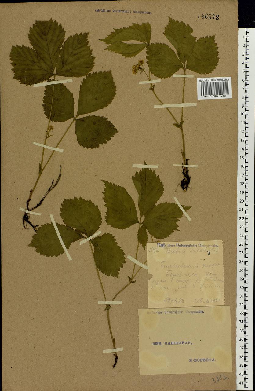 Rubus saxatilis L., Eastern Europe, Eastern region (E10) (Russia)