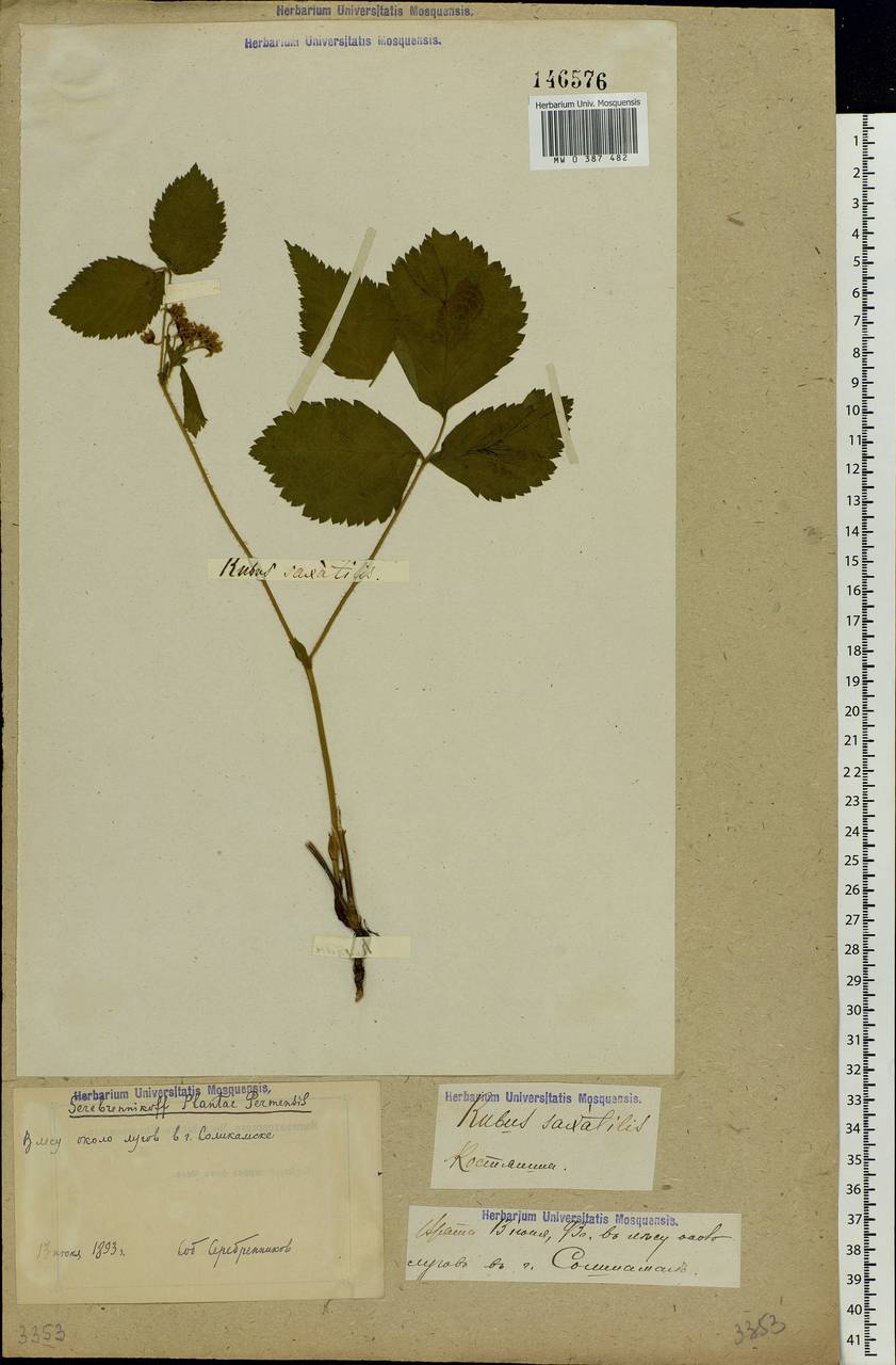 Rubus saxatilis L., Eastern Europe, Eastern region (E10) (Russia)