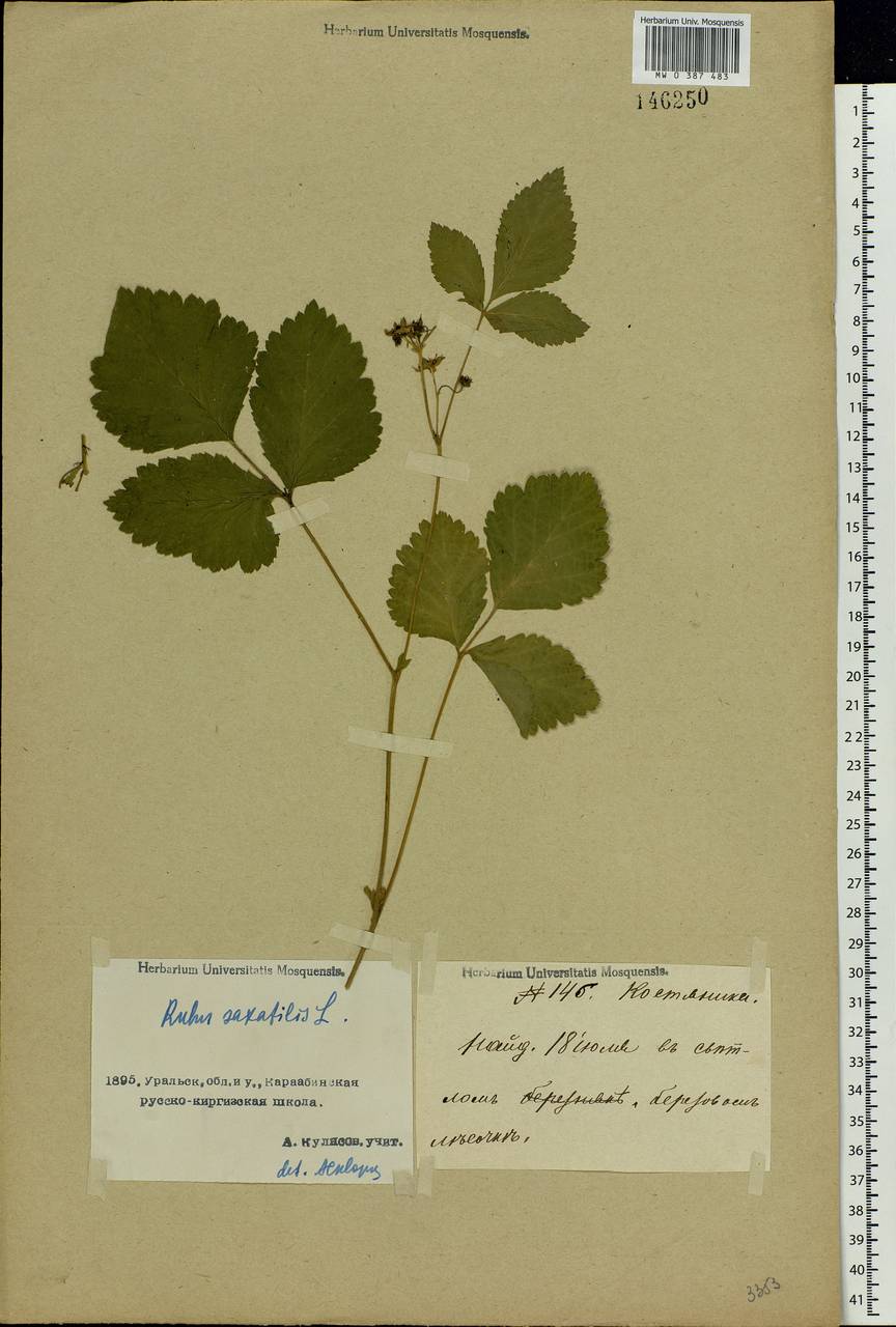 Rubus saxatilis L., Middle Asia, Caspian Ustyurt & Northern Aralia (M8) (Kazakhstan)
