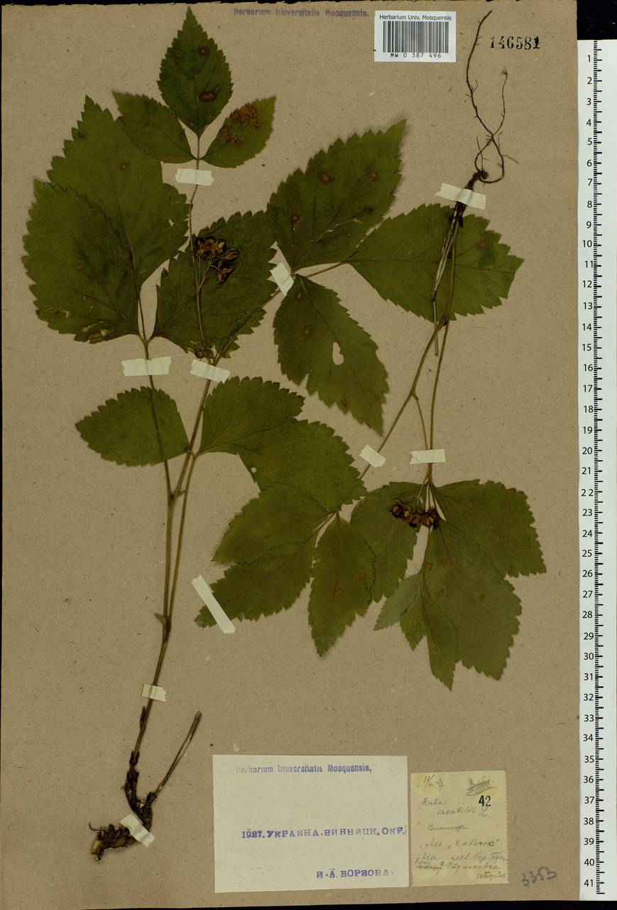 Rubus saxatilis L., Eastern Europe, South Ukrainian region (E12) (Ukraine)