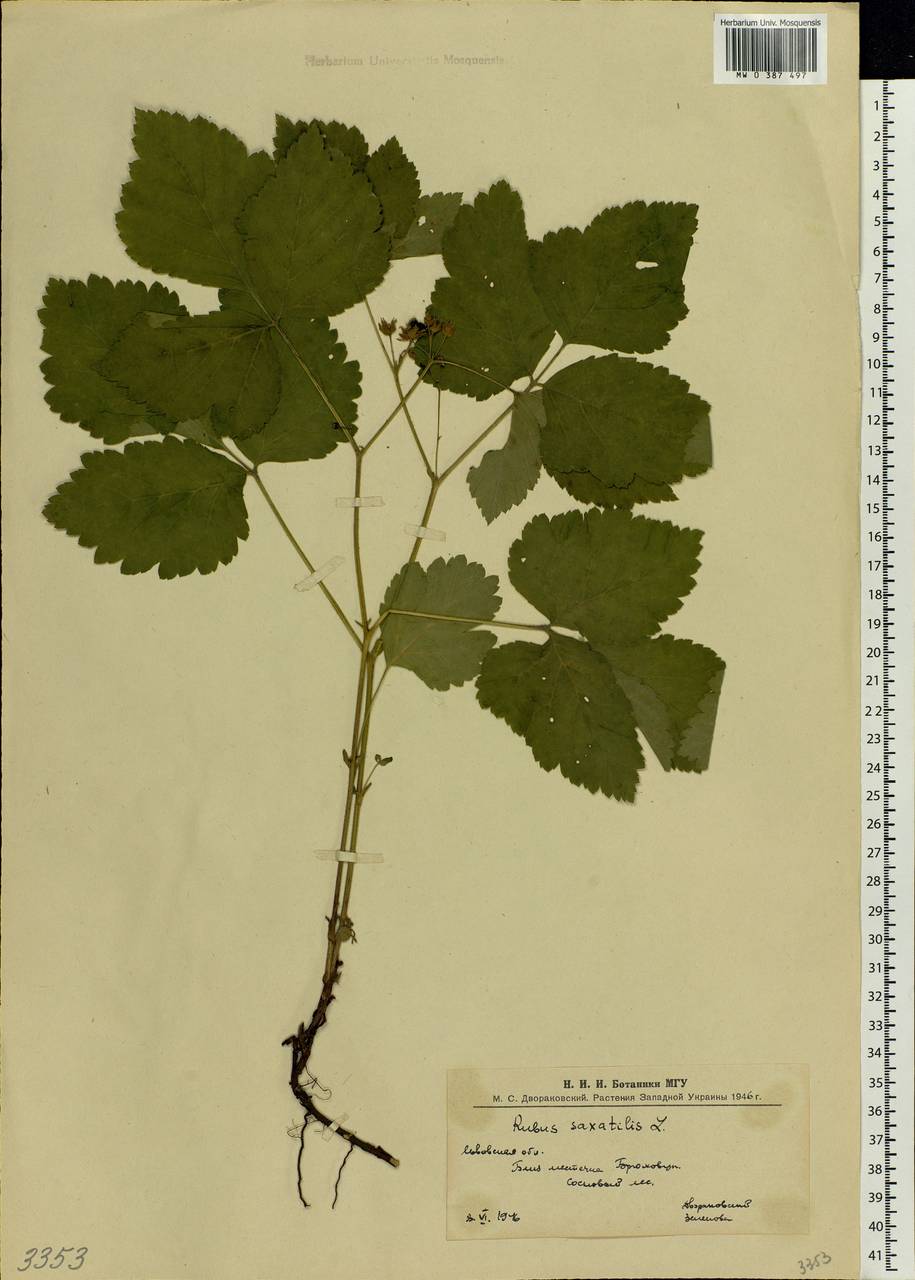 Rubus saxatilis L., Eastern Europe, West Ukrainian region (E13) (Ukraine)