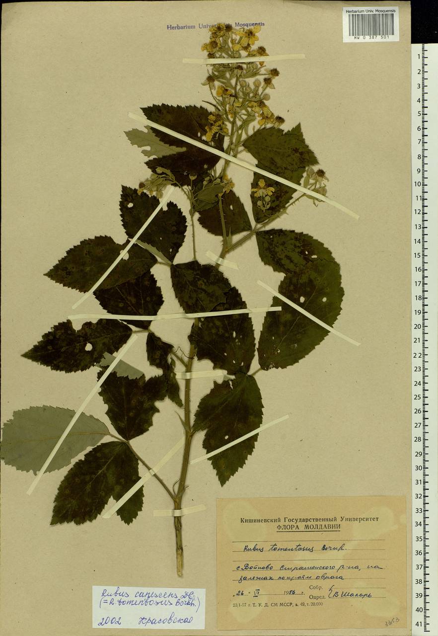 Rubus canescens DC., Eastern Europe, Moldova (E13a) (Moldova)