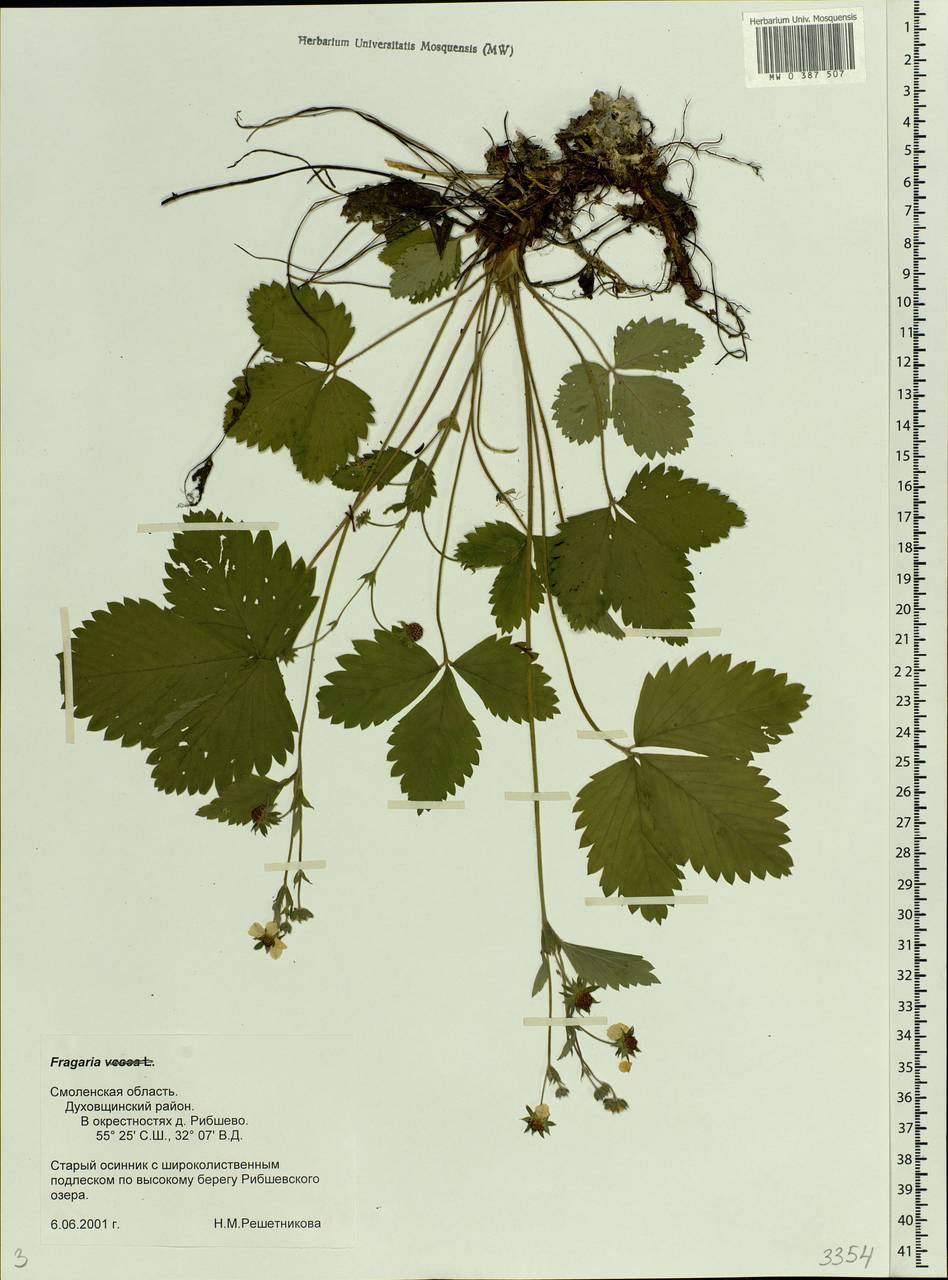 Fragaria, Eastern Europe, Western region (E3) (Russia)