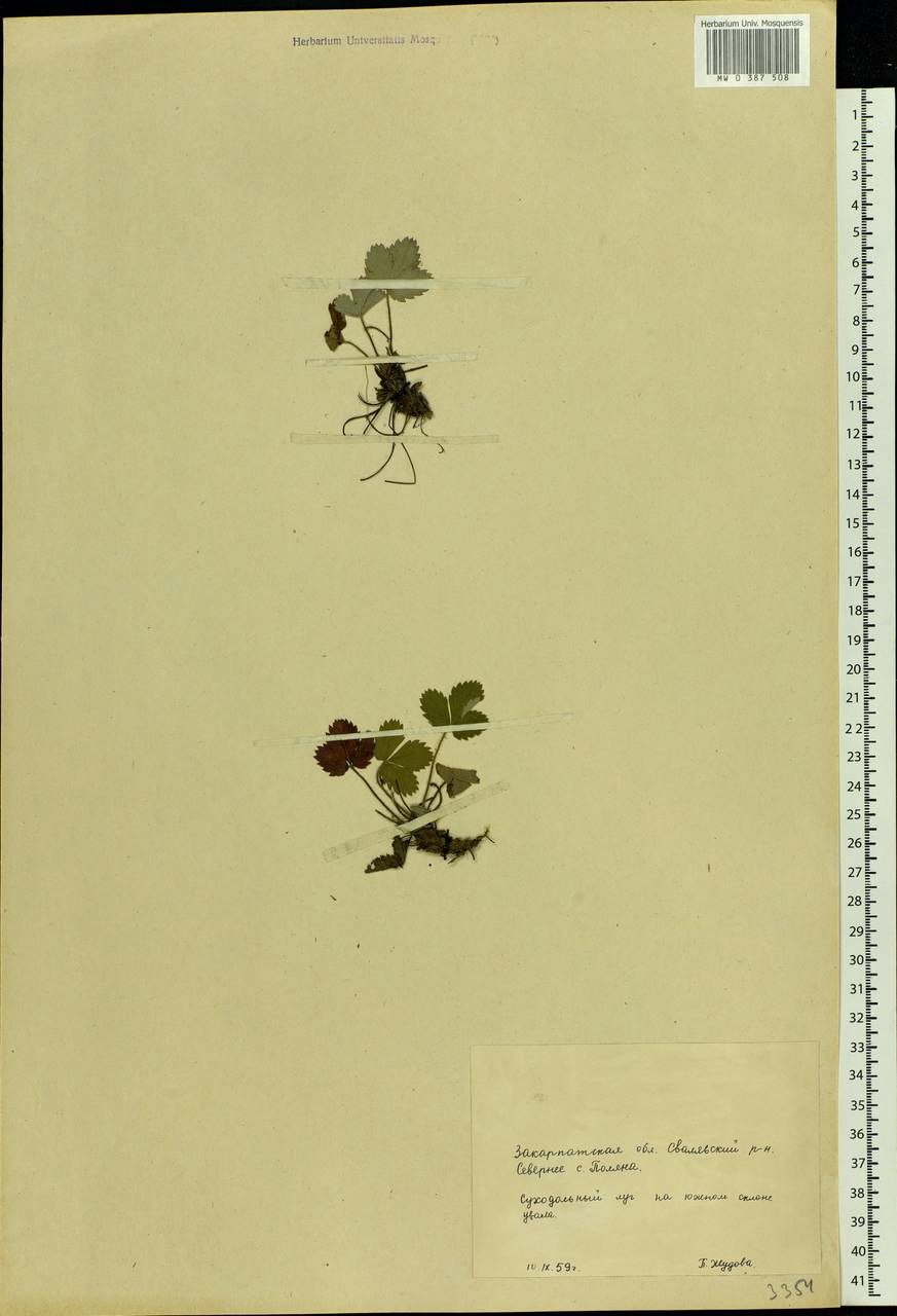 Fragaria, Eastern Europe, West Ukrainian region (E13) (Ukraine)
