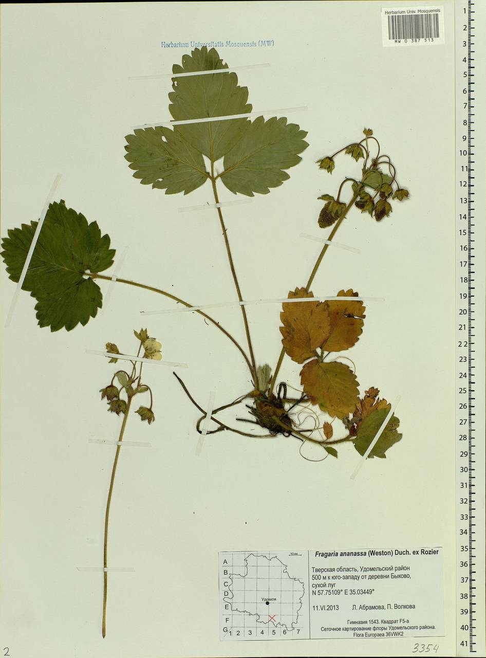 Fragaria × ananassa (Weston) Rozier, Eastern Europe, North-Western region (E2) (Russia)