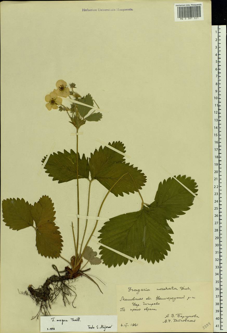 Fragaria × ananassa (Weston) Rozier, Eastern Europe, Moscow region (E4a) (Russia)