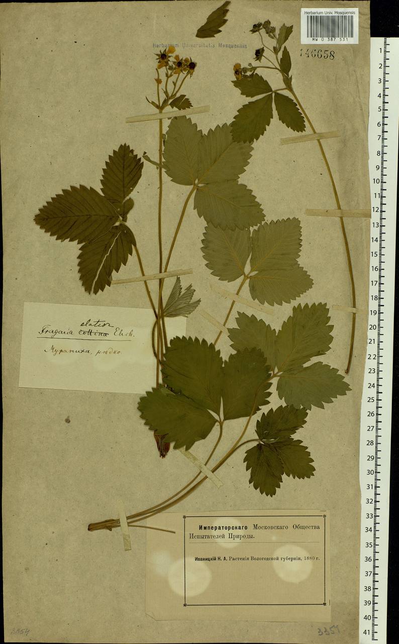 Fragaria moschata Duchesne, Eastern Europe, Northern region (E1) (Russia)
