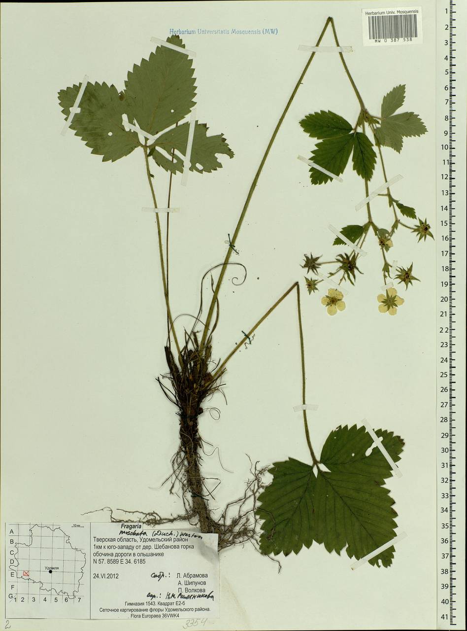 Fragaria moschata Duchesne, Eastern Europe, North-Western region (E2) (Russia)