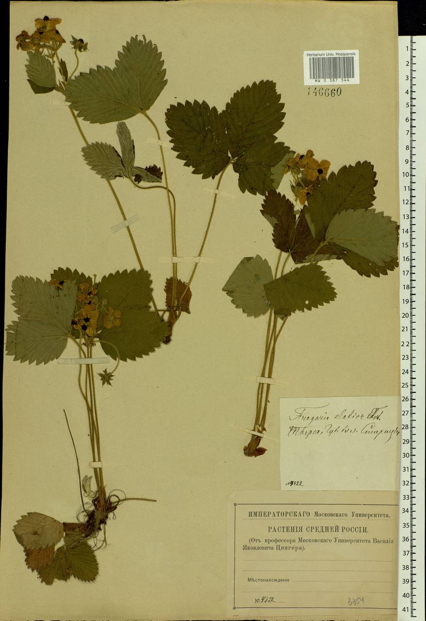 Fragaria moschata Duchesne, Eastern Europe, North-Western region (E2) (Russia)