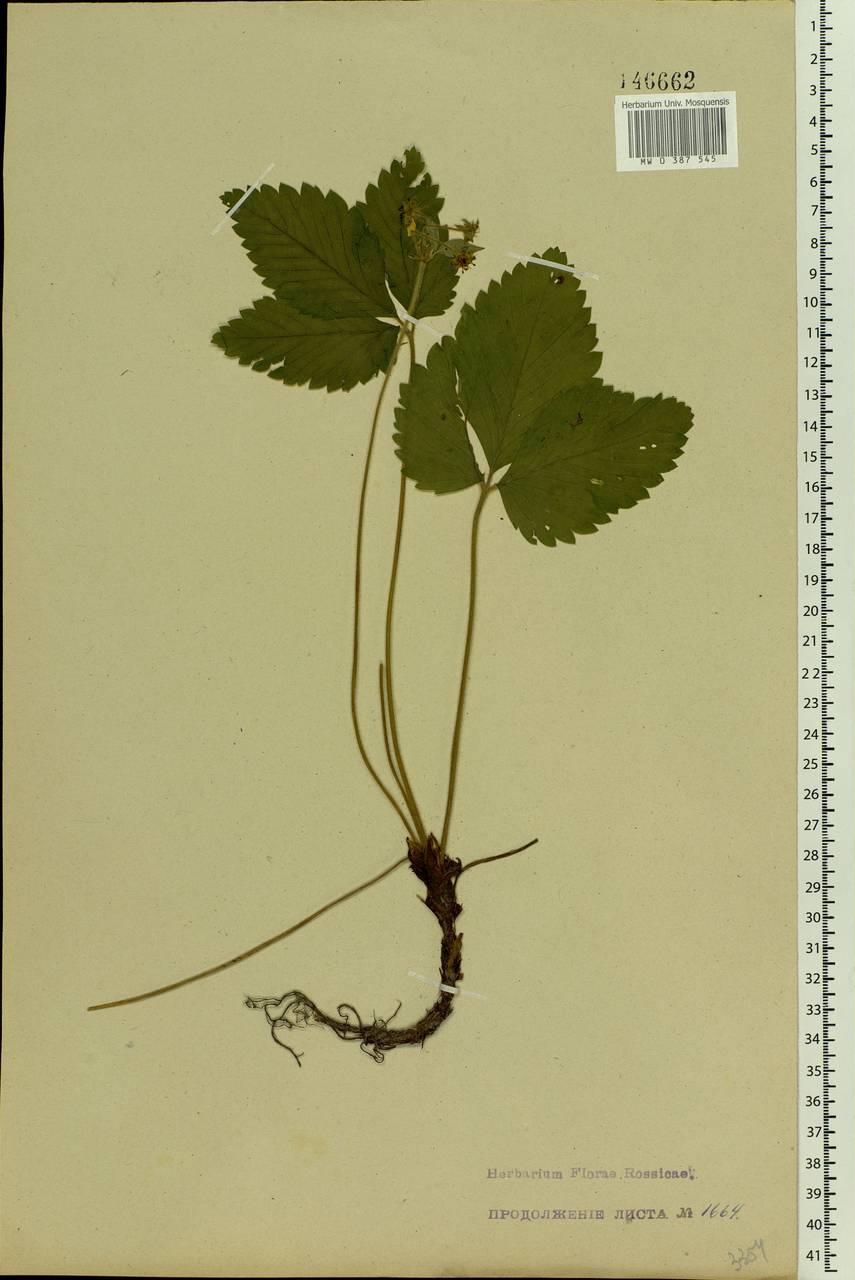 Fragaria moschata Duchesne, Eastern Europe, North-Western region (E2) (Russia)