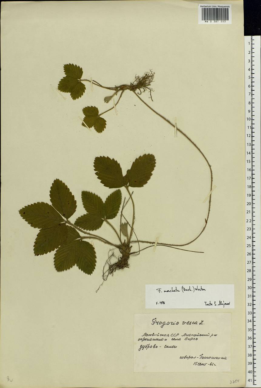 Fragaria moschata Duchesne, Eastern Europe, Latvia (E2b) (Latvia)