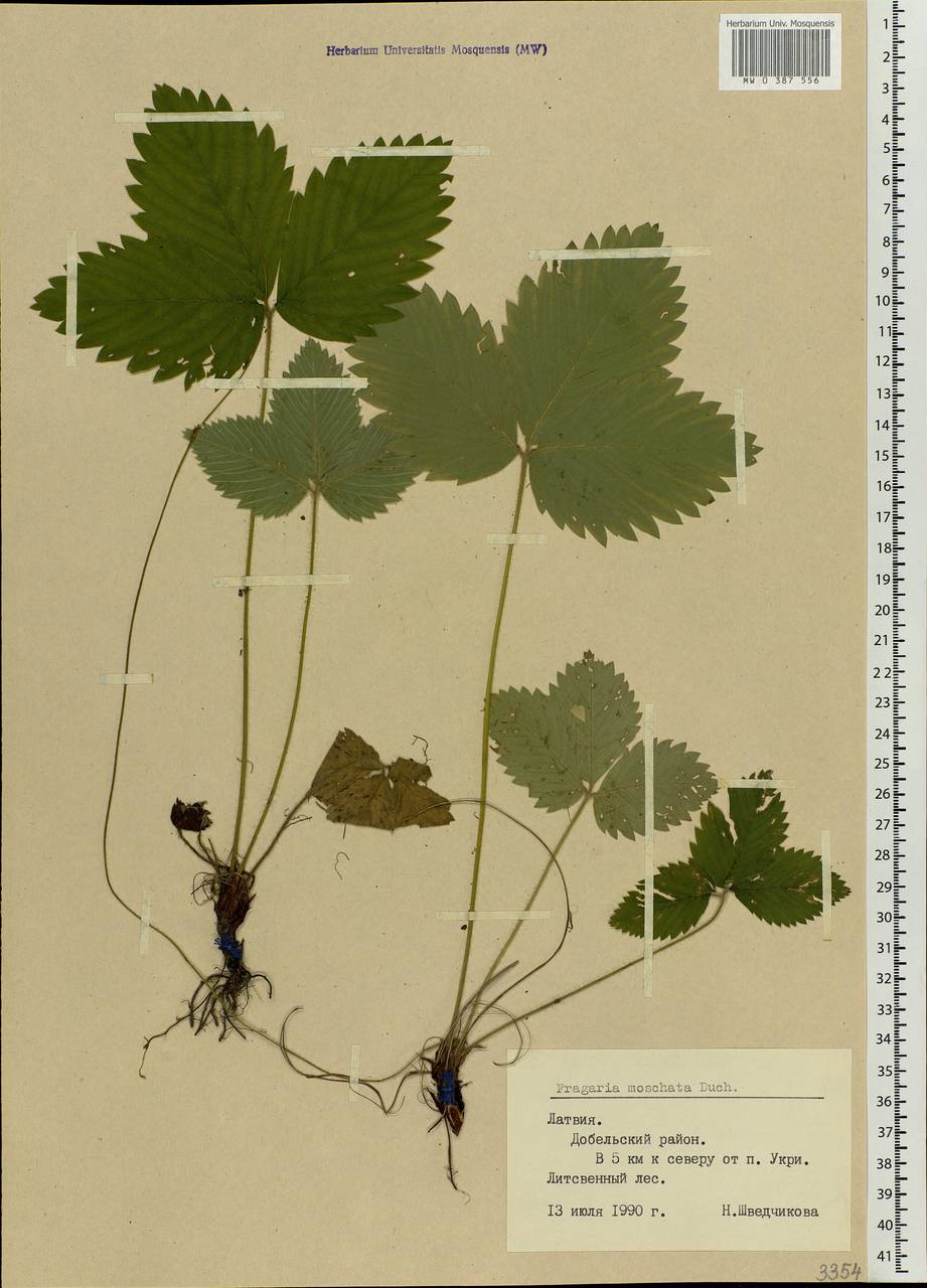 Fragaria moschata Duchesne, Eastern Europe, Latvia (E2b) (Latvia)