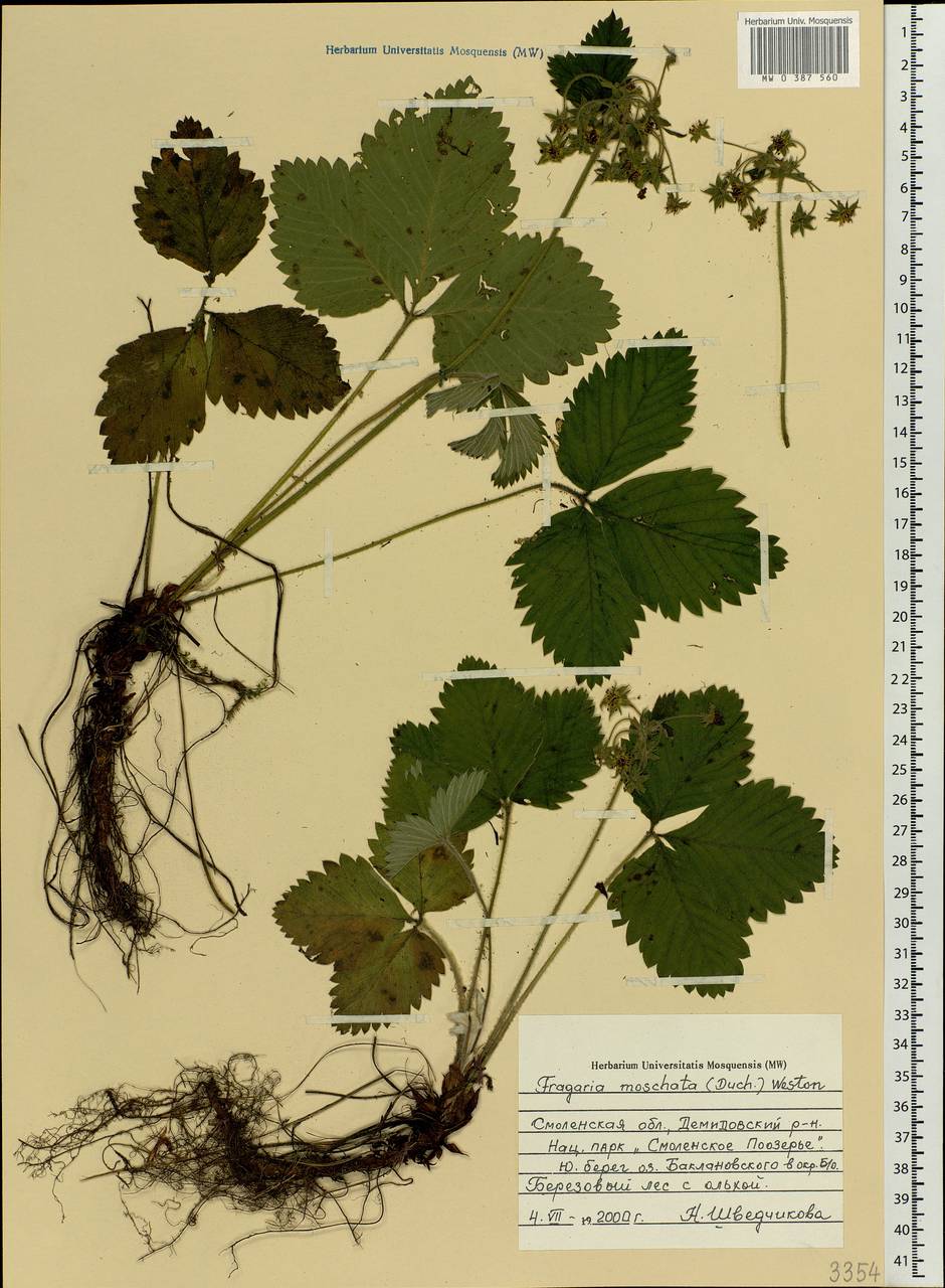 Fragaria moschata Duchesne, Eastern Europe, Western region (E3) (Russia)