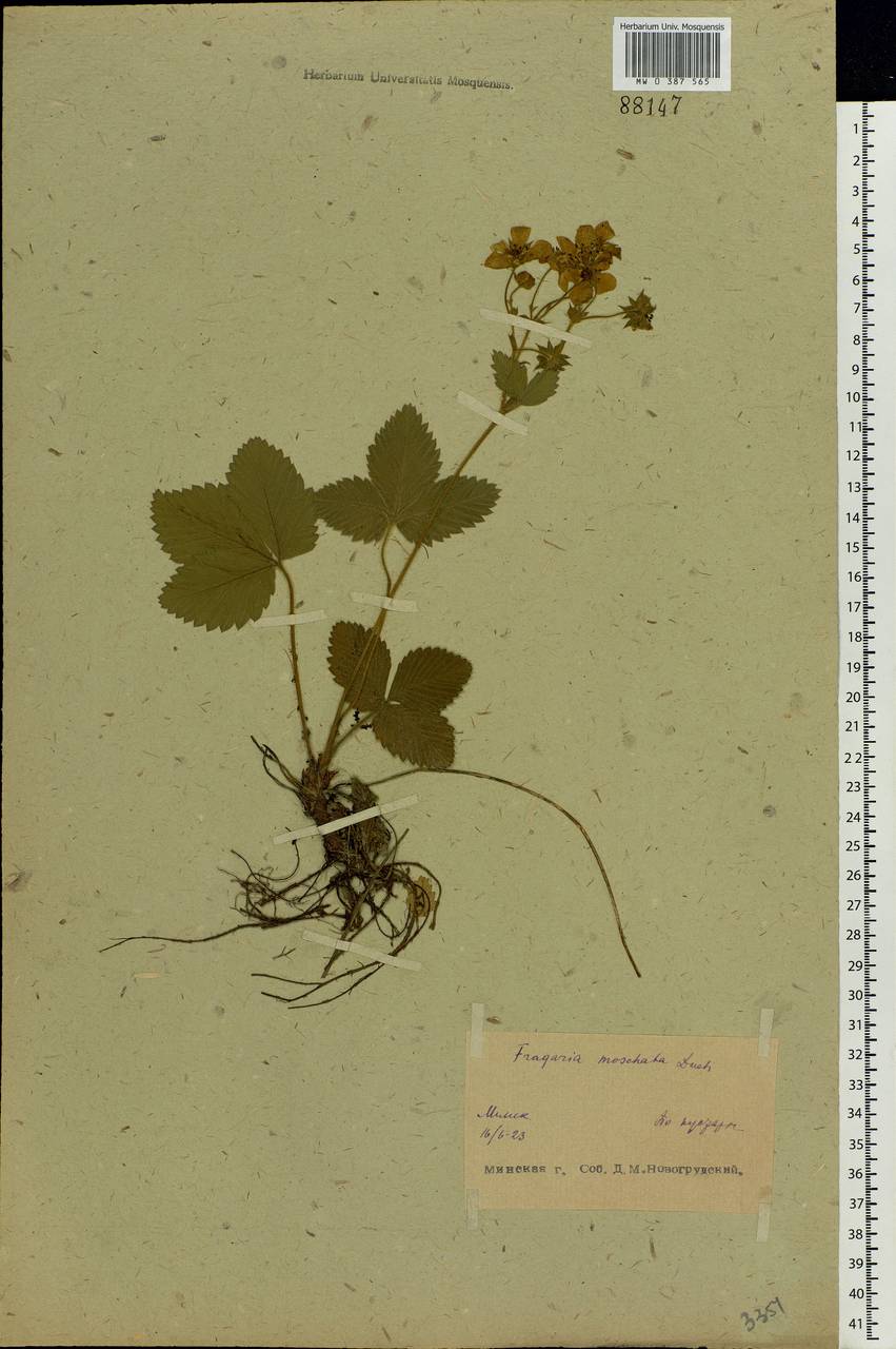 Fragaria moschata Duchesne, Eastern Europe, Belarus (E3a) (Belarus)