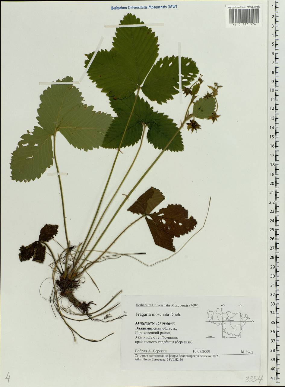 Fragaria moschata Duchesne, Eastern Europe, Central region (E4) (Russia)
