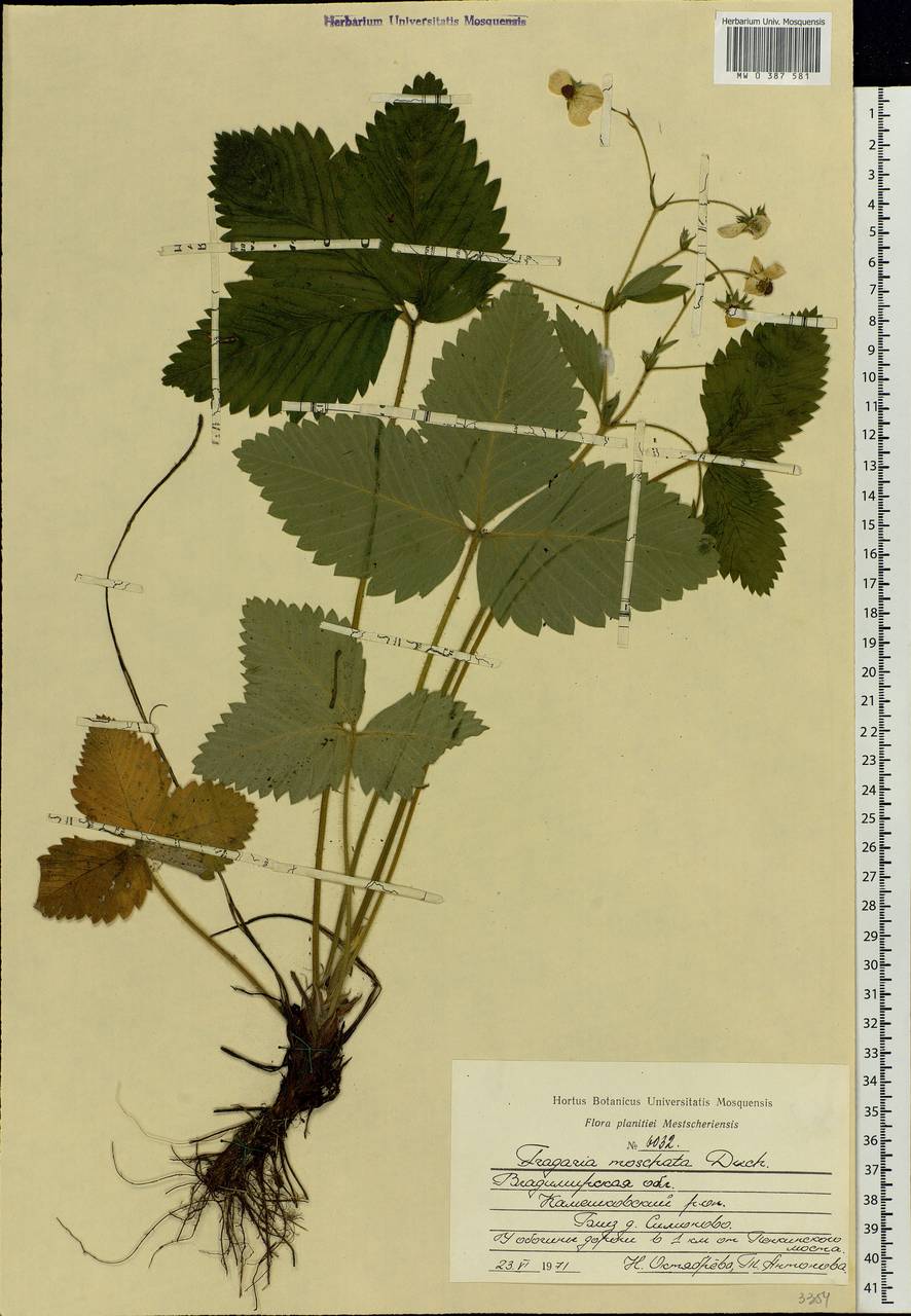 Fragaria moschata Duchesne, Eastern Europe, Central region (E4) (Russia)