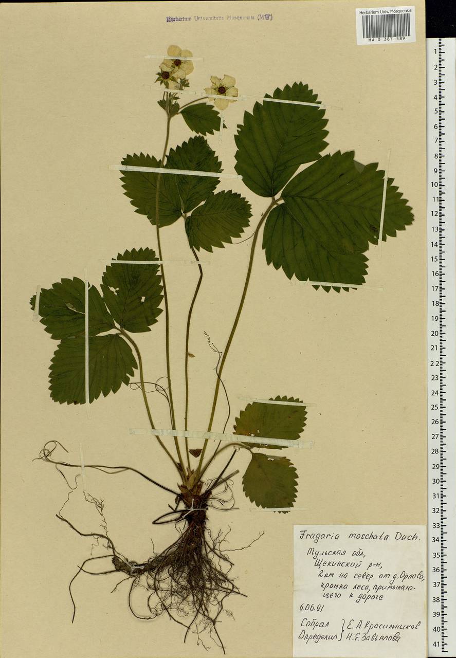 Fragaria moschata Duchesne, Eastern Europe, Central region (E4) (Russia)