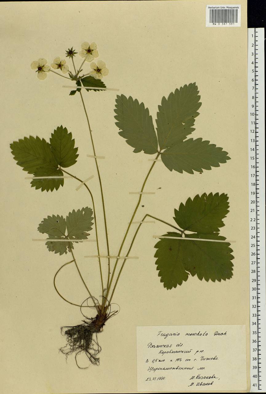 Fragaria moschata Duchesne, Eastern Europe, Central region (E4) (Russia)