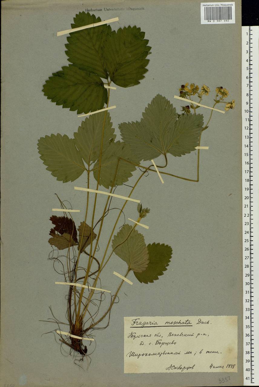 Fragaria moschata Duchesne, Eastern Europe, Central region (E4) (Russia)