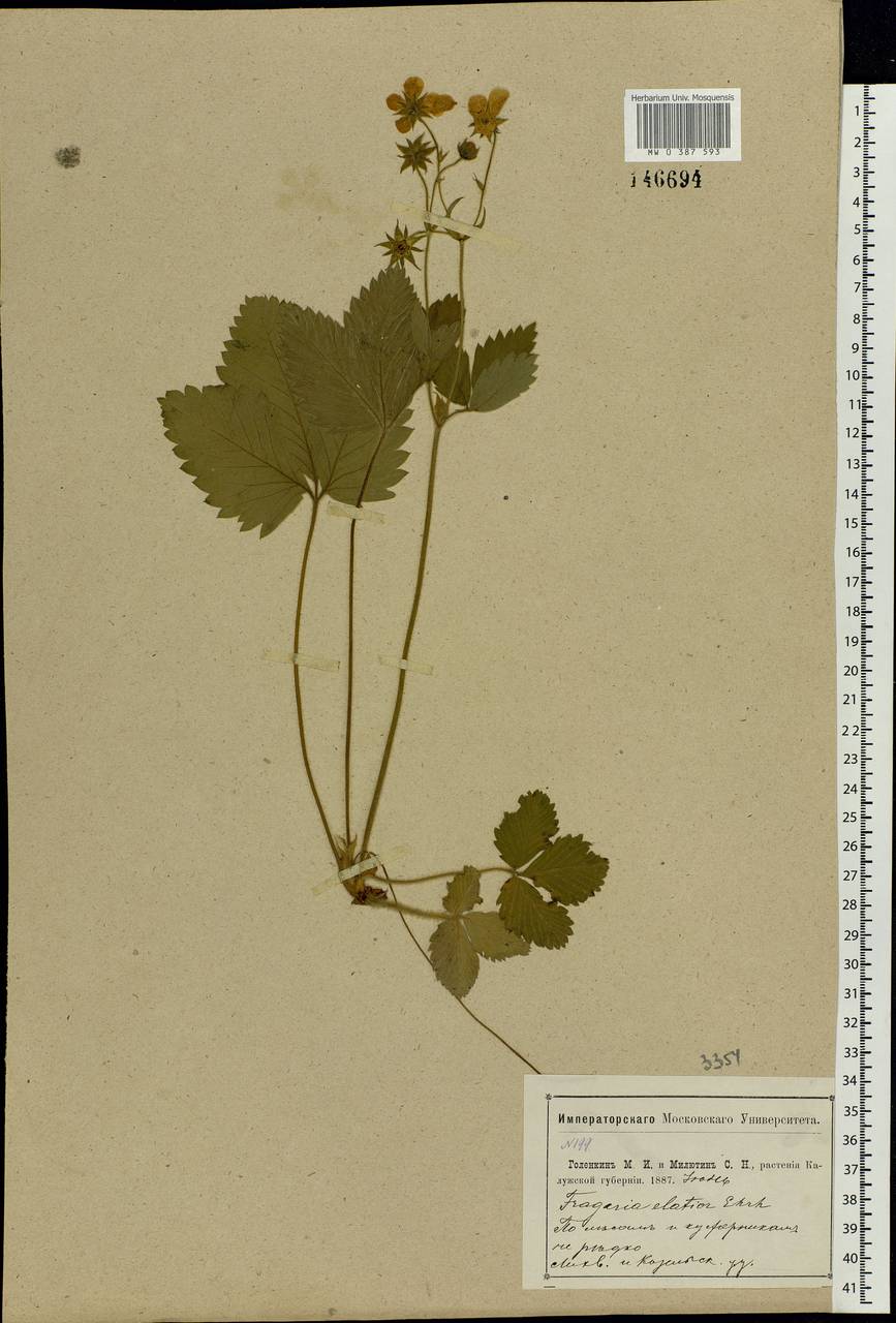 Fragaria moschata Duchesne, Eastern Europe, Central region (E4) (Russia)