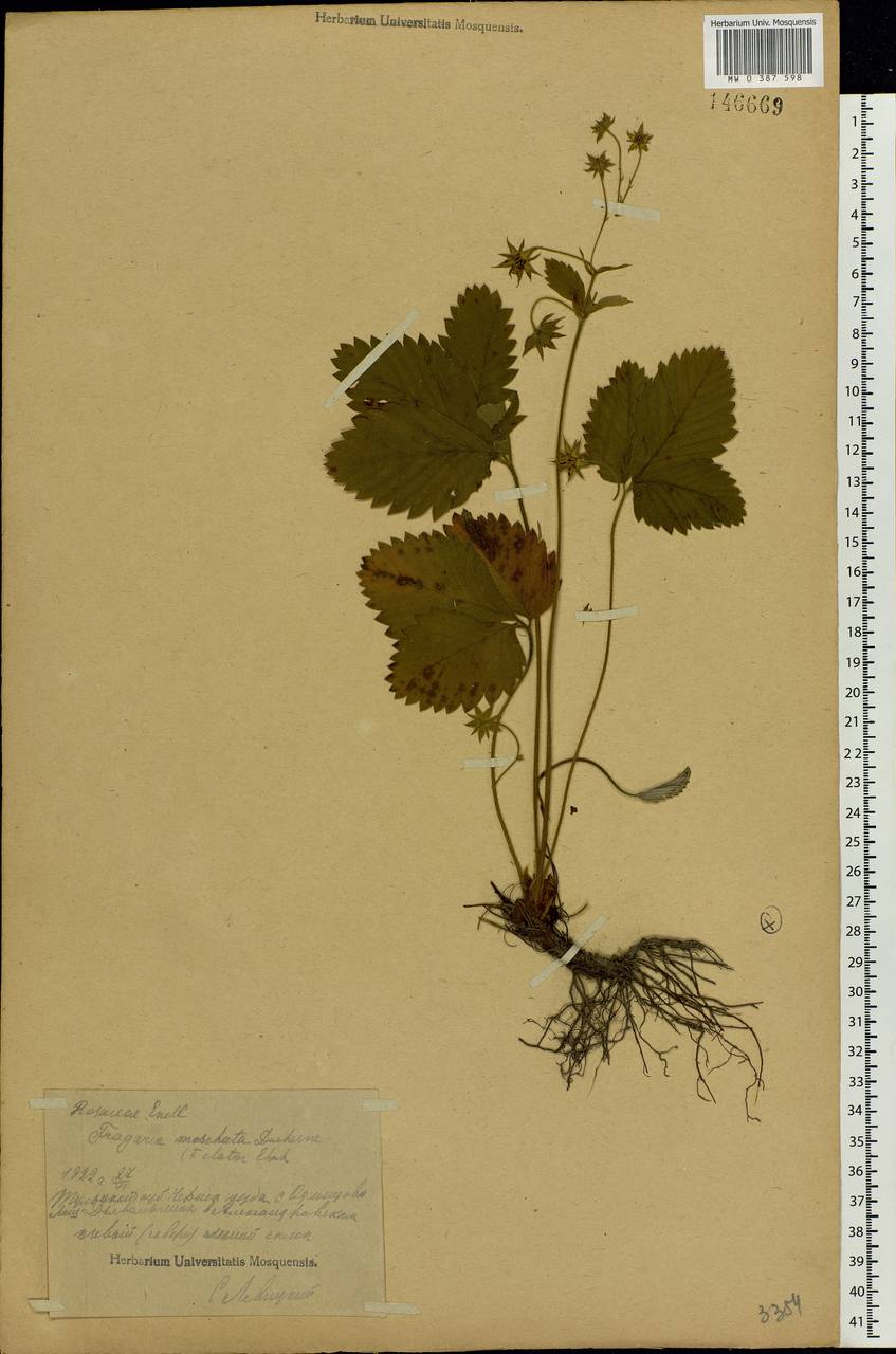 Fragaria moschata Duchesne, Eastern Europe, Central region (E4) (Russia)