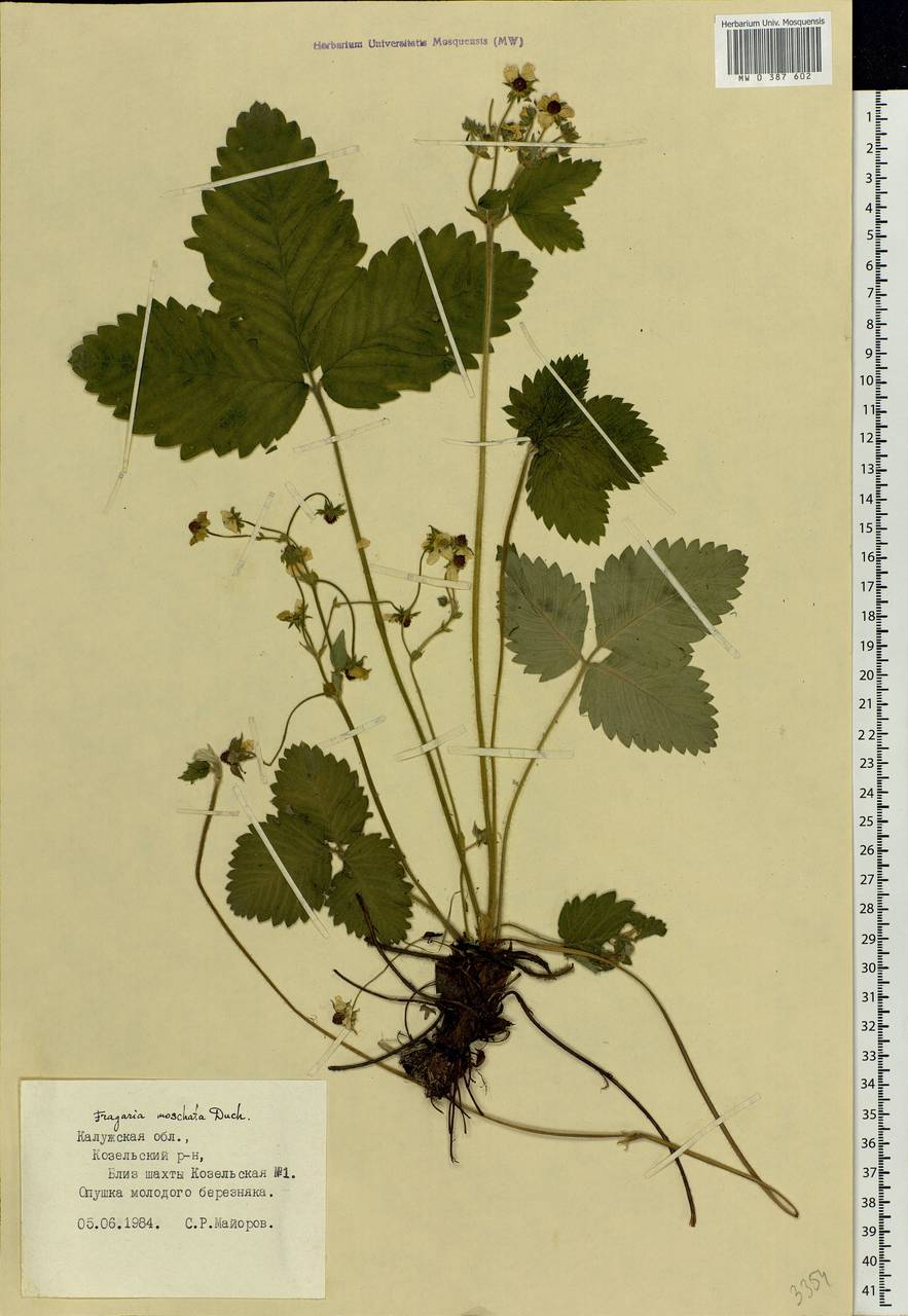 Fragaria moschata Duchesne, Eastern Europe, Central region (E4) (Russia)